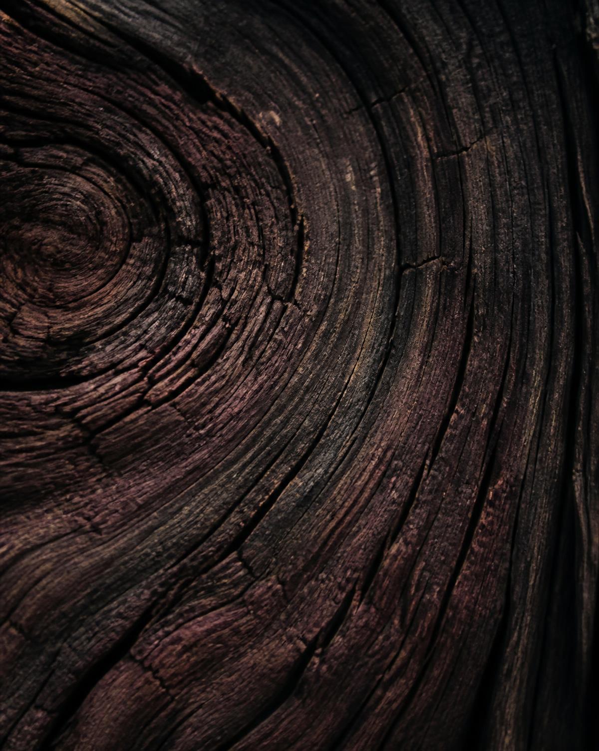 Close texture of aged wood grain and tree rings