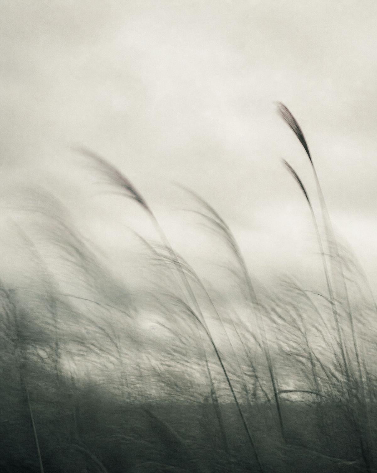 Tall grass moving in the wind under a pale sky